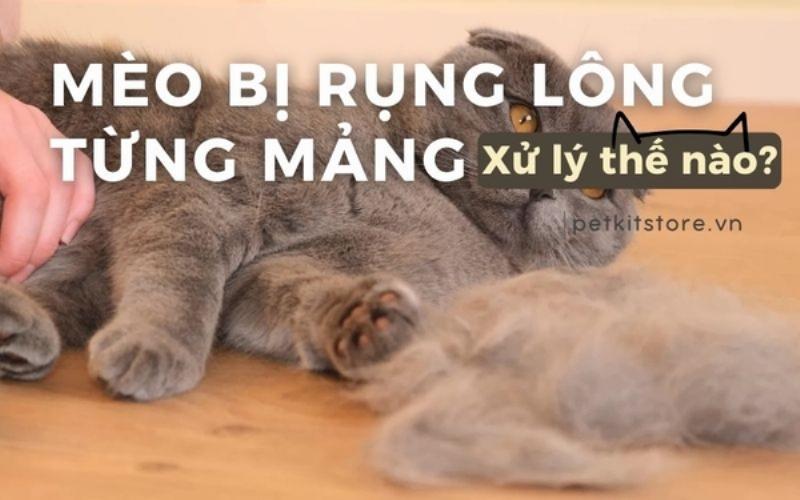 Dấu hiệu nhận biết chó bị rụng lông thành từng mảng, bao gồm các mảng da trần trụi, đỏ da, và ngứa ngáy